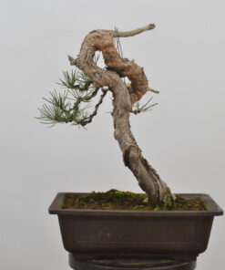 Pinus sylvestris