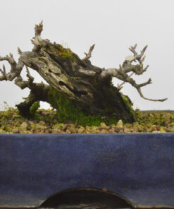 Prunus mahaleb