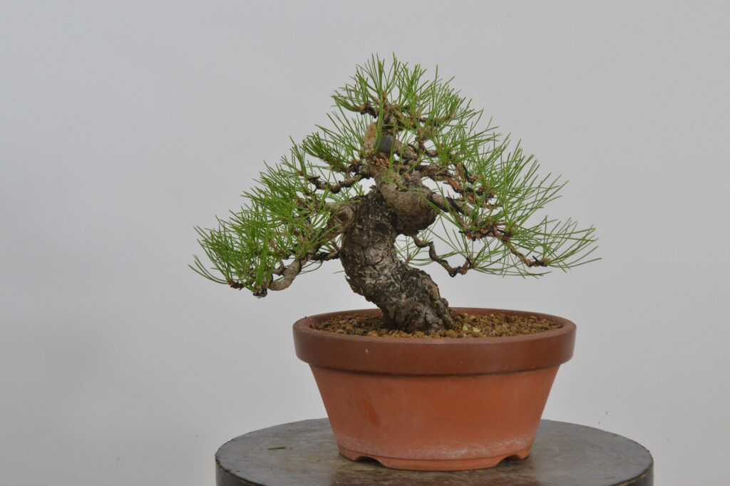 David Soto Estudio de Bonsai