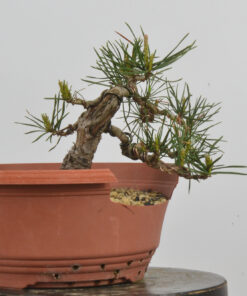 Pinus sylvestris