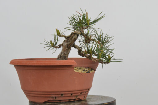 Pinus sylvestris
