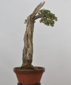 Quercus ilex