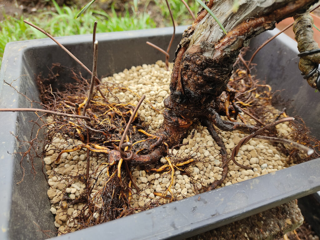 David Soto Estudio de Bonsai