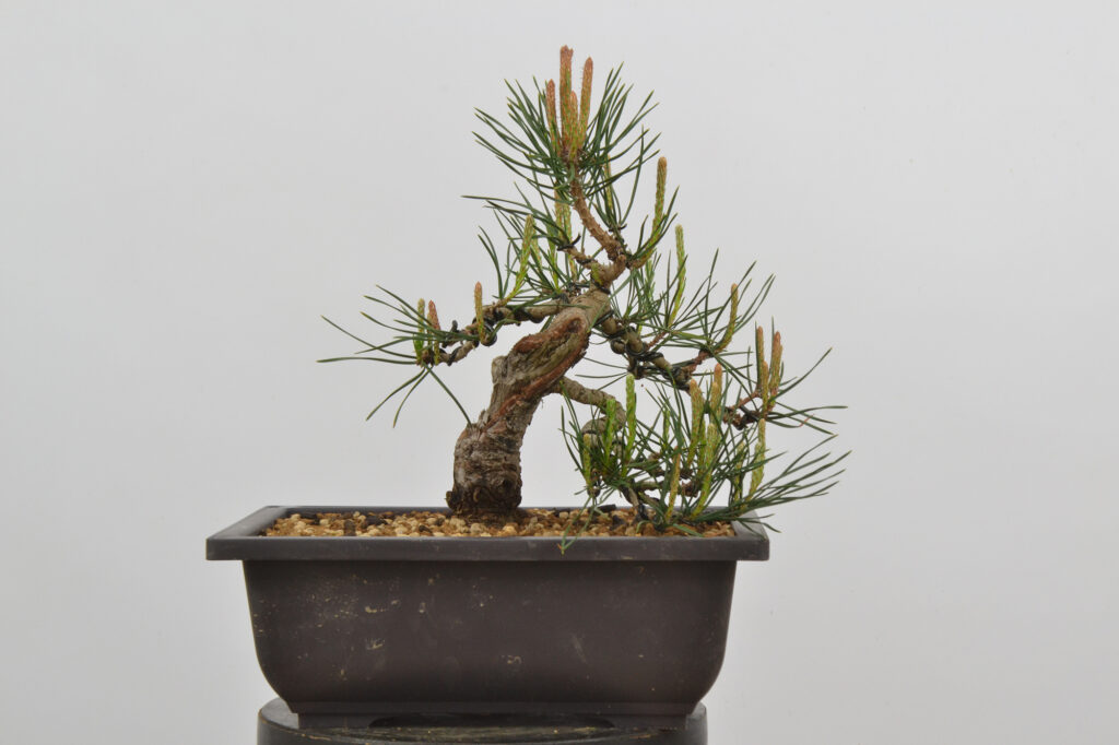 David Soto Estudio de Bonsai