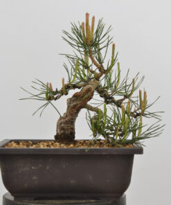 Pinus sylvestris