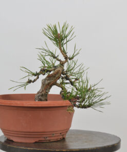 Pinus sylvestris