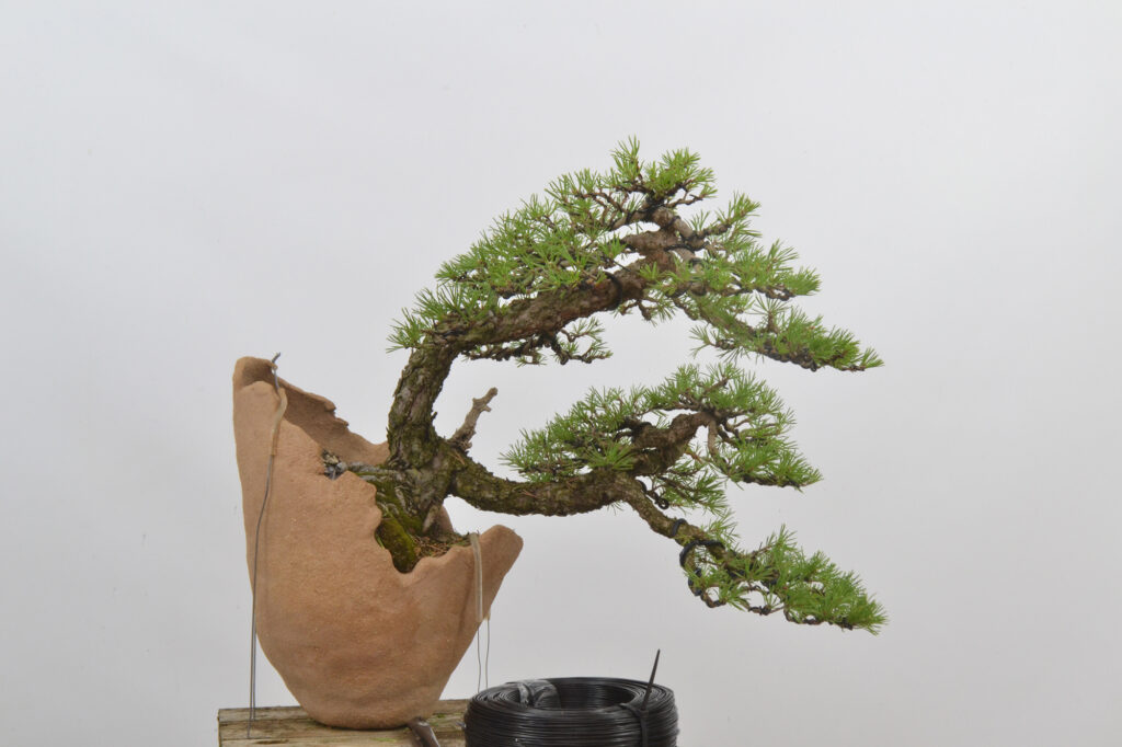 David Soto Estudio de Bonsai