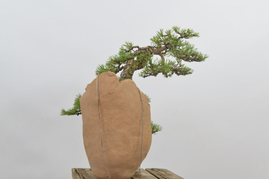 David Soto Estudio de Bonsai