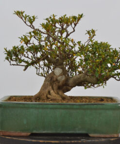 Rhododendron indicum