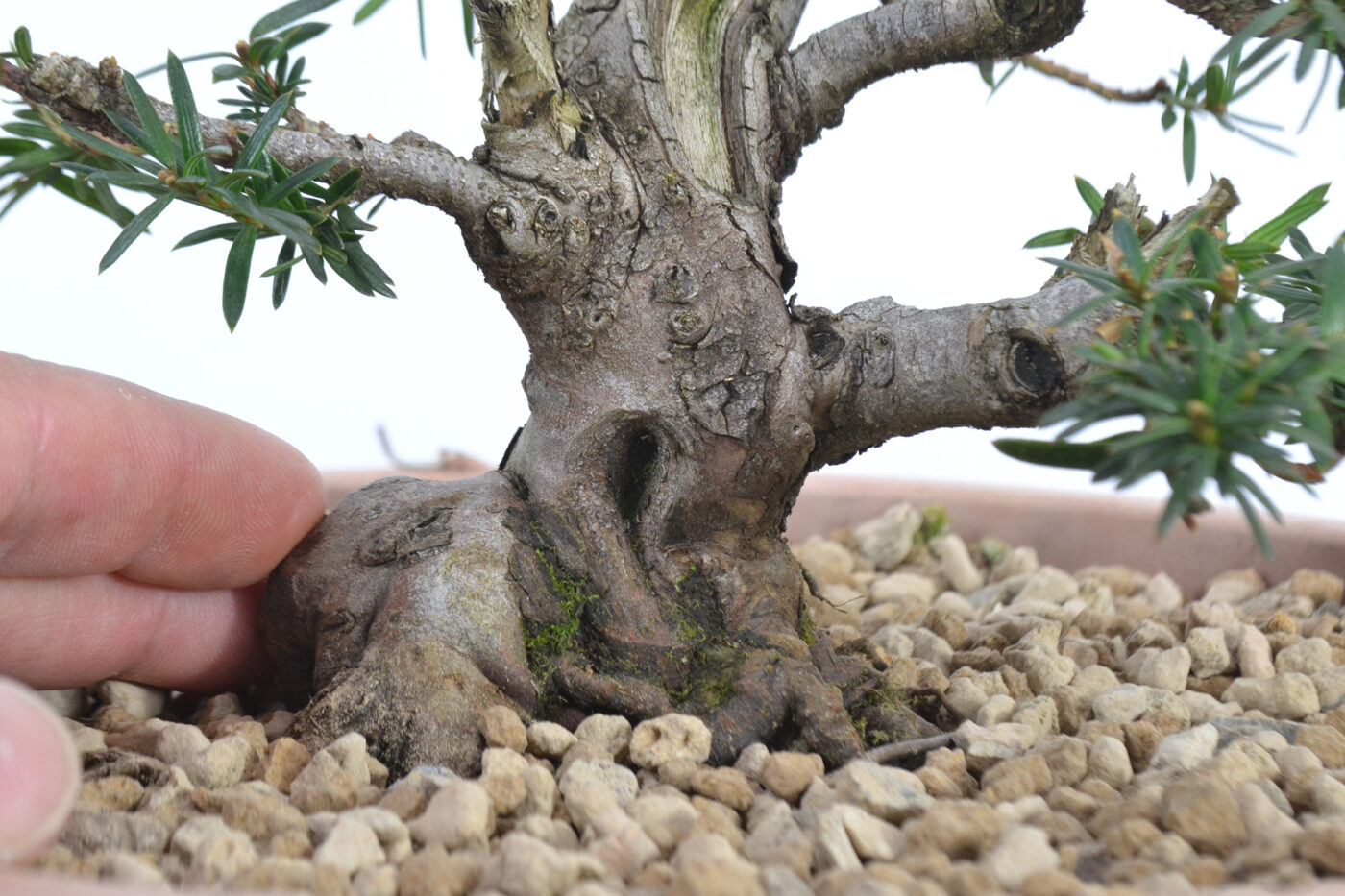 Taxus baccata. - Imagen 3