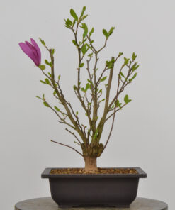 Magnolia liliflora 'nigra'