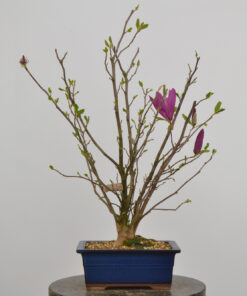 Magnolia liliflora 'nigra'