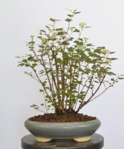 Physocarpus opulifolius