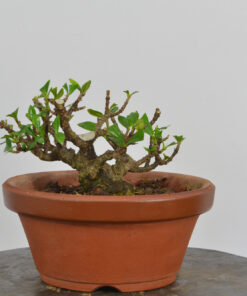 Gardenia jasminoides