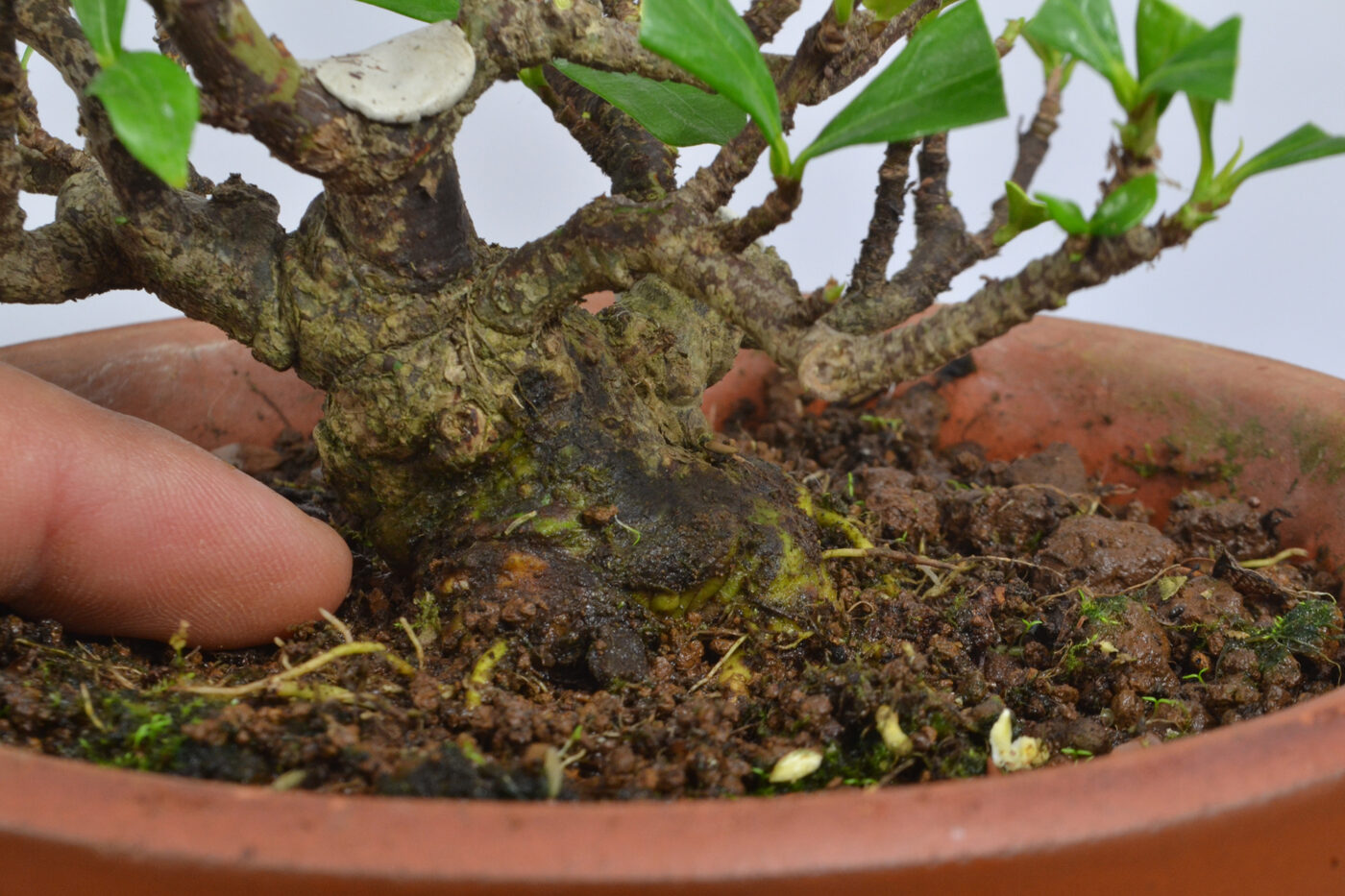 Gardenia jasminoides - Imagen 3