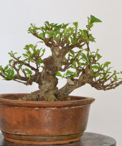 Gardenia jasminoides