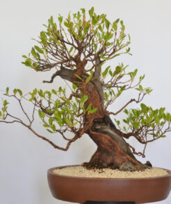 Arbutus unedo