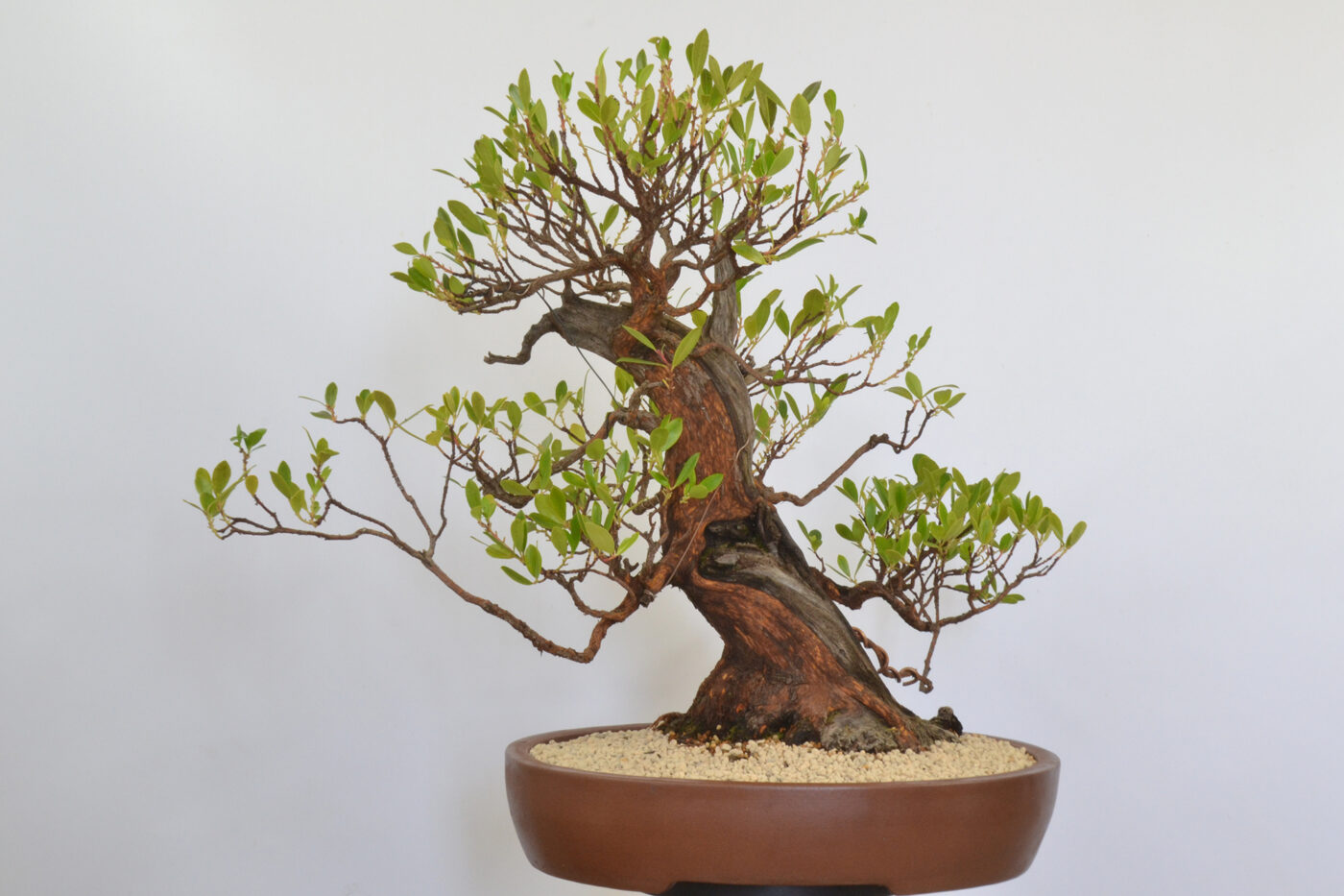 Arbutus unedo