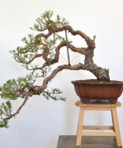 Pinus sylvestris