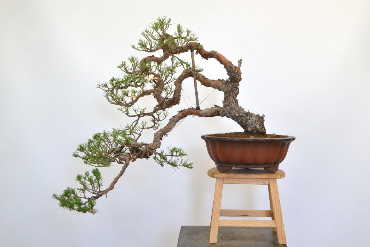 Pinus sylvestris