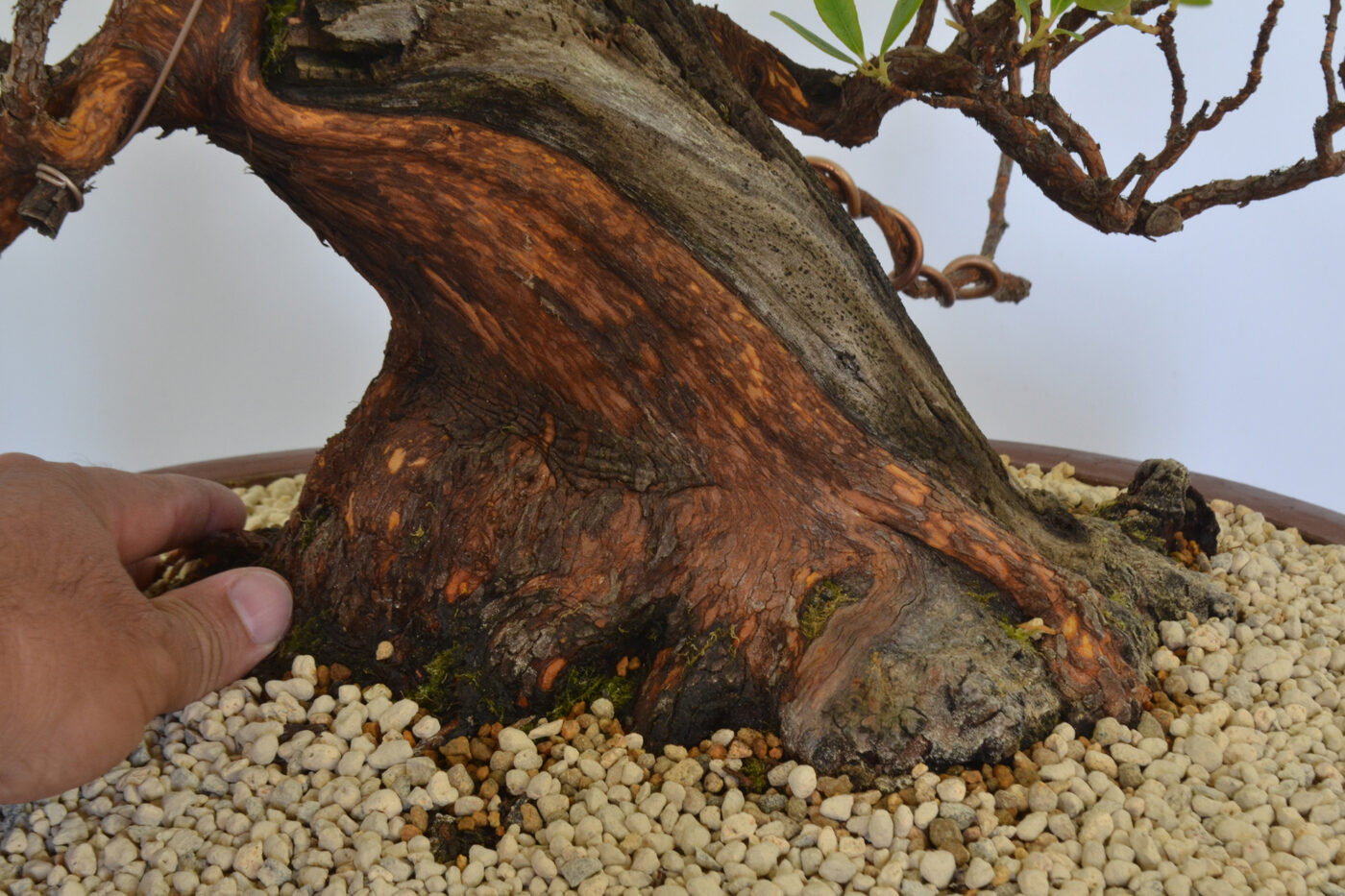 Arbutus unedo - Imagen 3