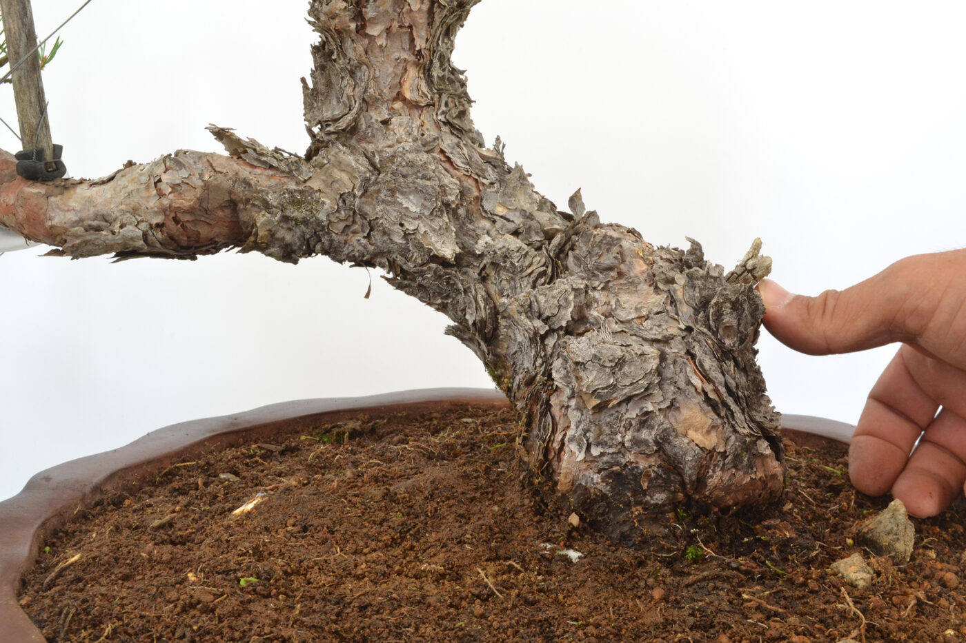 Pinus sylvestris - Imagen 3