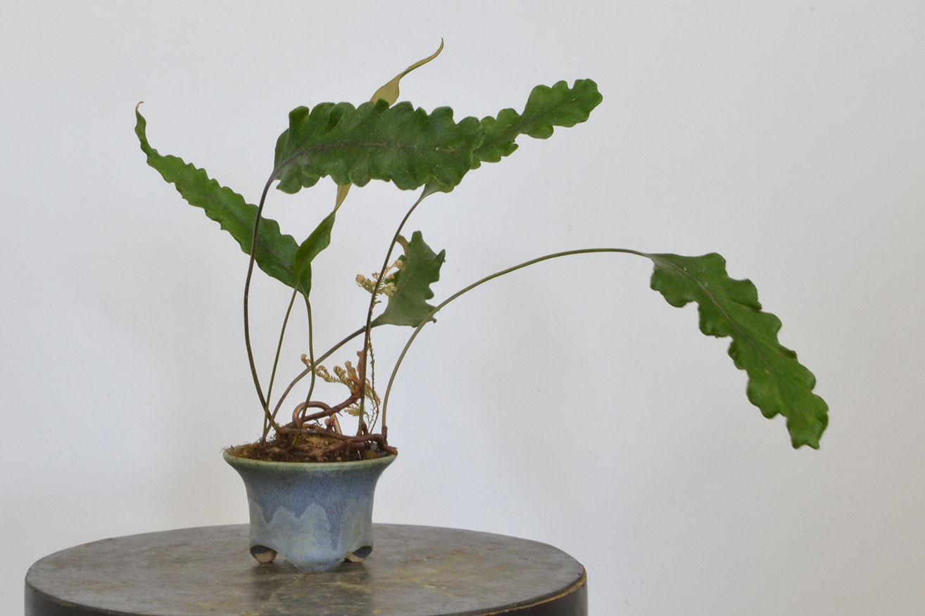 Pyrrosia lingua 'Tachiba koryu'