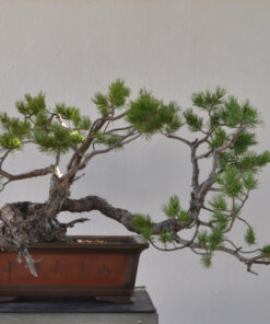 Pinus sylvestris