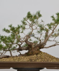 Pinus sylvestris