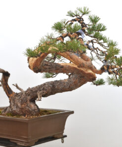 Pinus sylvestris
