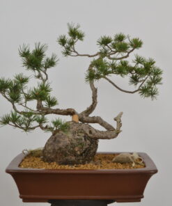 Pinus sylvestris