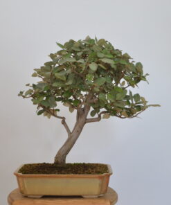 Elaeagnus pungens