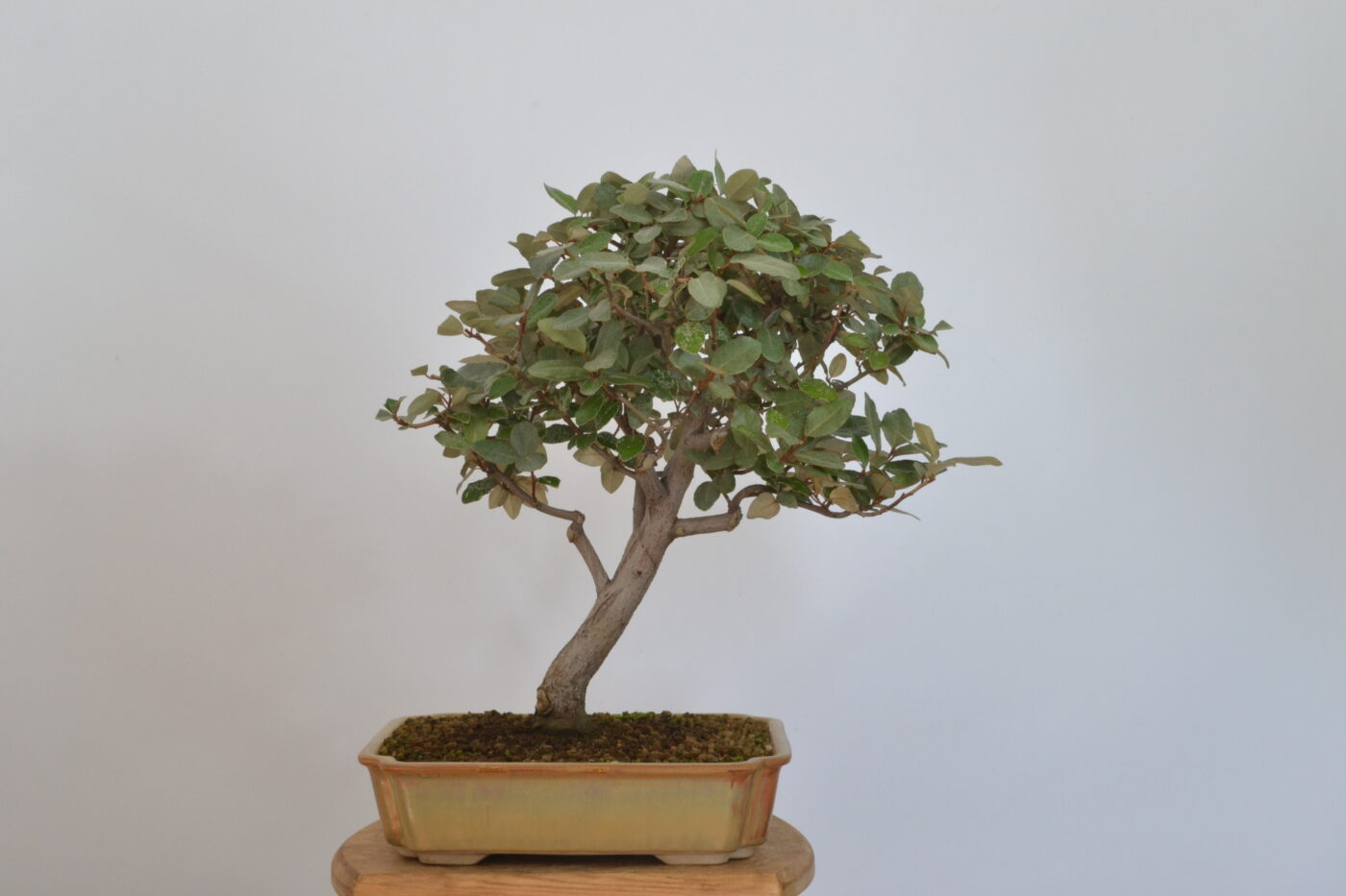 Elaeagnus pungens
