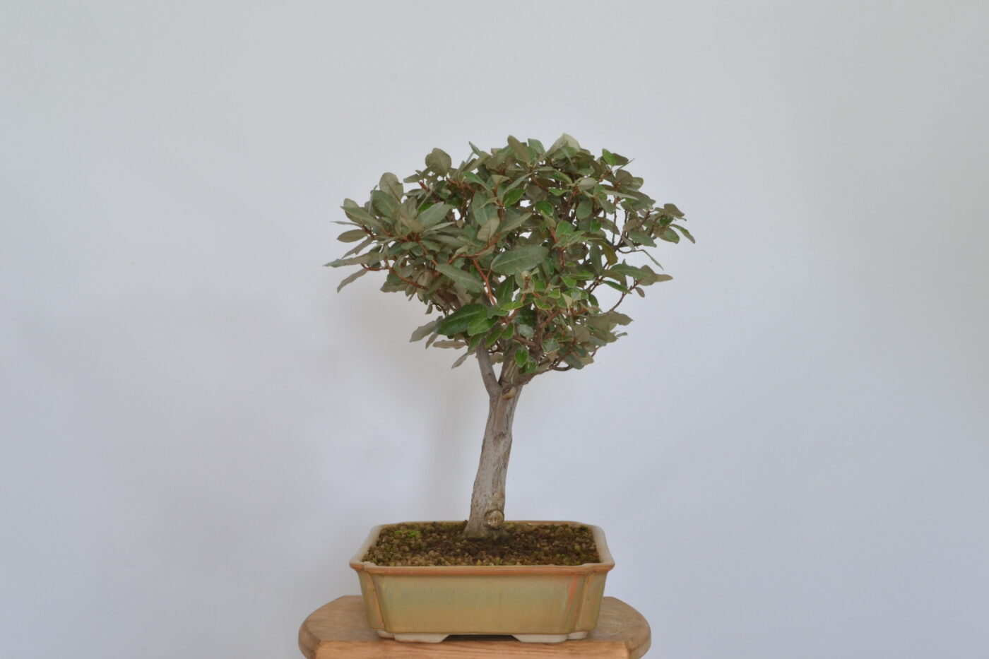 Elaeagnus pungens - Imagen 6