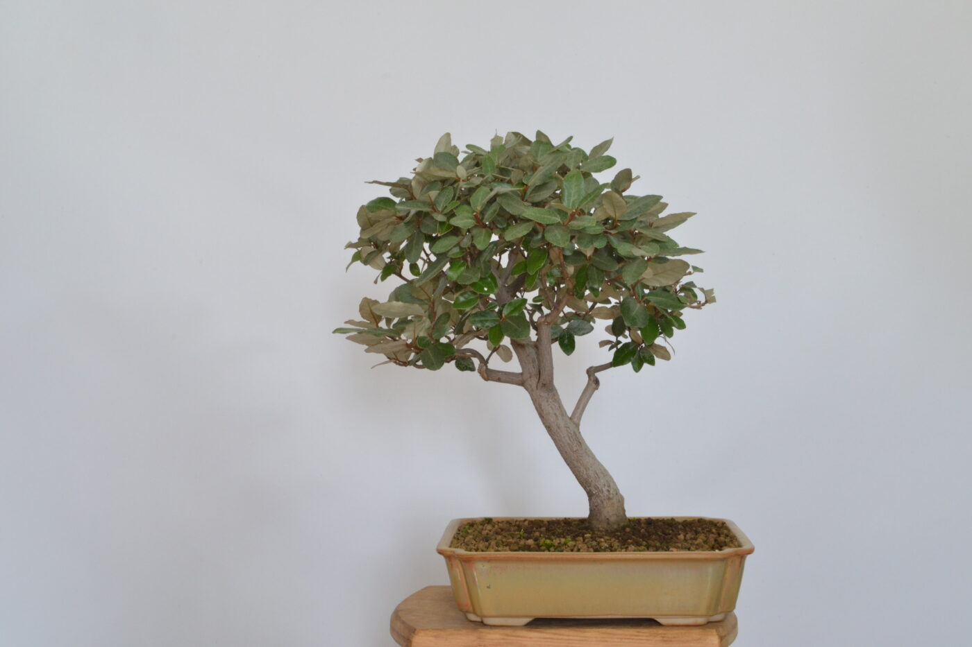 Elaeagnus pungens - Imagen 5