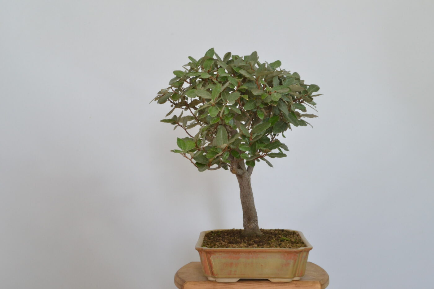Elaeagnus pungens - Imagen 4
