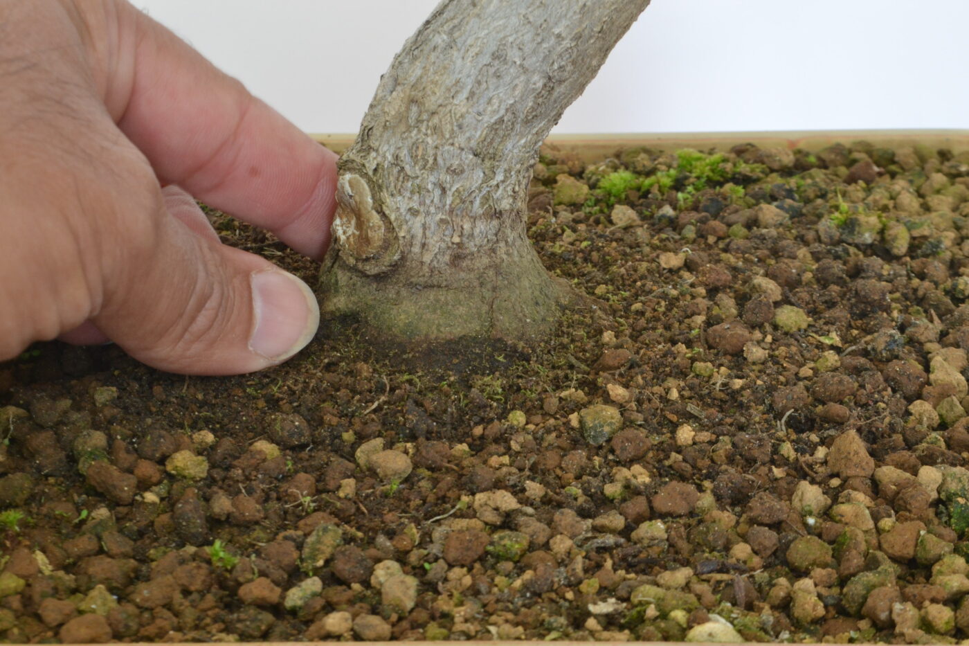 Elaeagnus pungens - Imagen 3