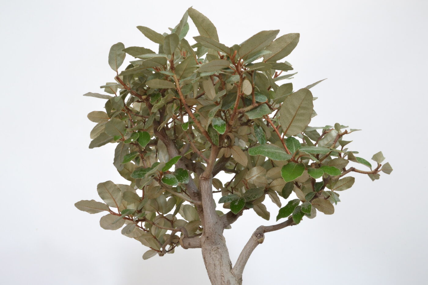 Elaeagnus pungens - Imagen 7