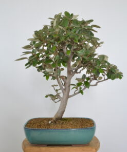 Elaeagnus pungens