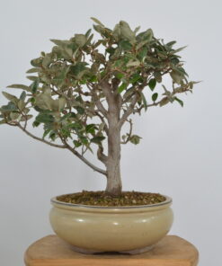 Elaeagnus pungens