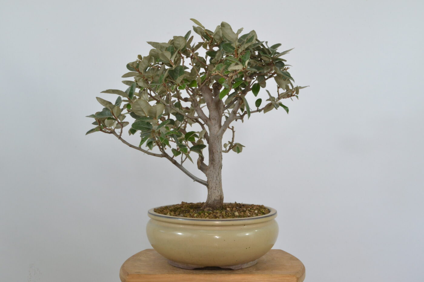 Elaeagnus pungens