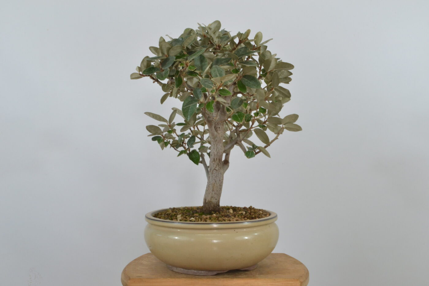 Elaeagnus pungens - Imagen 7