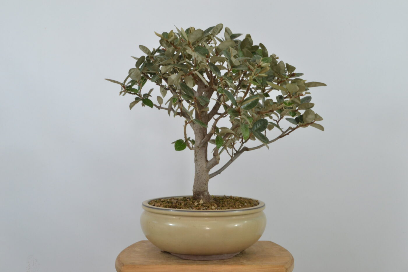 Elaeagnus pungens - Imagen 6