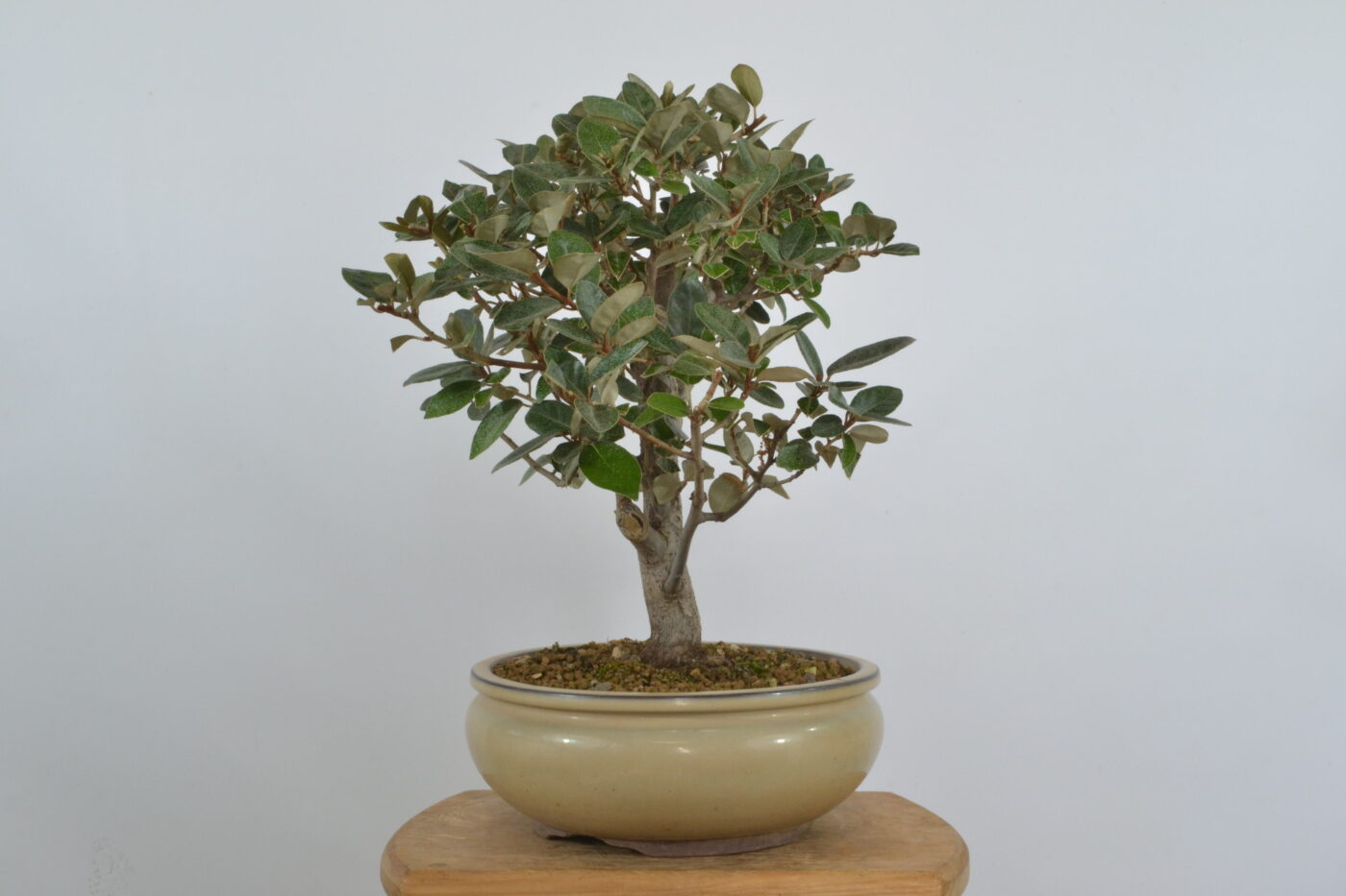 Elaeagnus pungens - Imagen 5