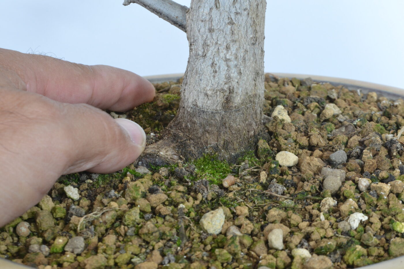 Elaeagnus pungens - Imagen 4