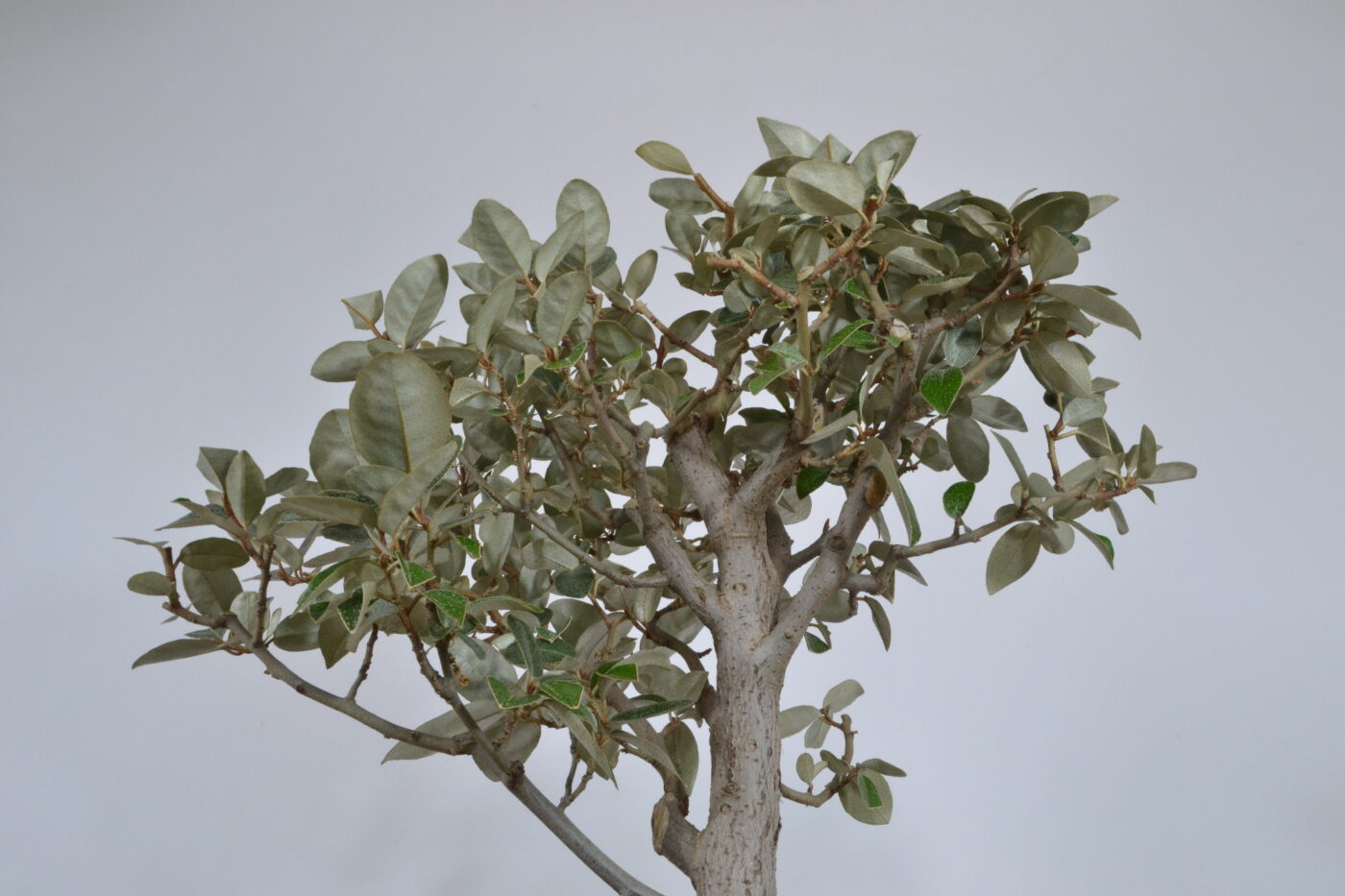 Elaeagnus pungens - Imagen 3